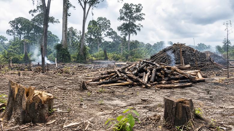 Deforested land with cut tree stumps and a smoking charcoal mound